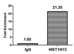 2-hydroxyisobutyryl-Histone H1.2 (Lys158) Antibody in ChIP Assay (ChIP)