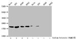 2-hydroxyisobutyryl-Histone H1.2 (Lys158) Antibody in Western Blot (WB)