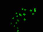 Mono-Methyl-Histone H1.2 (Lys45) Antibody in Immunocytochemistry (ICC/IF)