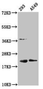 Mono-Methyl-Histone H1.2 (Lys45) Antibody in Western Blot (WB)