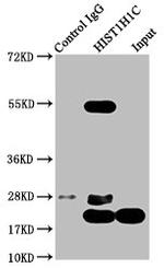 Di-Methyl-Histone H1.2 (Lys45) Antibody in Immunoprecipitation (IP)