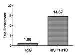 Acetyl-Histone H1.2 (Lys84) Antibody in ChIP Assay (ChIP)