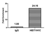 Mono-Methyl-Histone H1.2 (Lys96) Antibody in ChIP Assay (ChIP)