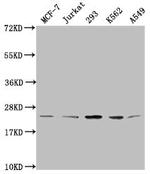 Mono-Methyl-Histone H1.2 (Lys96) Antibody in Western Blot (WB)