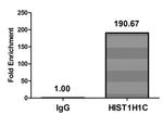 Mono-Methyl-Histone H1.2 (Lys186) Antibody in ChIP Assay (ChIP)