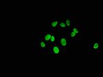 Mono-Methyl-Histone H1.2 (Lys186) Antibody in Immunocytochemistry (ICC/IF)