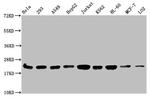 Mono-Methyl-Histone H1.2 (Lys186) Antibody in Western Blot (WB)