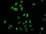 Acetyl-Histone H1.2 (Lys96) Antibody in Immunocytochemistry (ICC/IF)