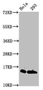 Crotonyl-Histone Macro-H2A.1 (Lys118) Antibody in Western Blot (WB)