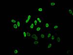 Acetyl-Histone Macro-H2A.1 (Lys36) Antibody in Immunocytochemistry (ICC/IF)