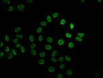 2-hydroxyisobutyryl-Histone H2B (Lys34) Antibody in Immunocytochemistry (ICC/IF)