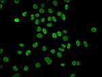 2-hydroxyisobutyryl-Histone H4 (Lys5) Antibody in Immunocytochemistry (ICC/IF)