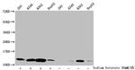 2-hydroxyisobutyryl-Histone H4 (Lys5) Antibody in Western Blot (WB)