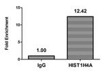 Butyryl-Histone H4 (Lys16) Antibody in ChIP Assay (ChIP)