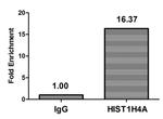 Formyl-Histone H4 (Lys77) Antibody in ChIP Assay (ChIP)