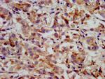 HMGCS2 Antibody in Immunohistochemistry (Paraffin) (IHC (P))