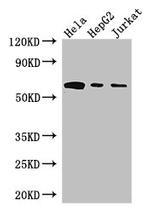 HPSE Antibody in Western Blot (WB)