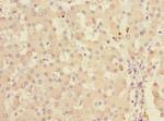 KHK Antibody in Immunohistochemistry (Paraffin) (IHC (P))