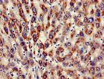 KIR3DL1 Antibody in Immunohistochemistry (Paraffin) (IHC (P))