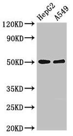 KIR3DL1 Antibody in Western Blot (WB)