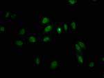 LHX2 Antibody in Immunocytochemistry (ICC/IF)