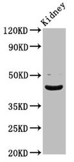 LHX2 Antibody in Western Blot (WB)