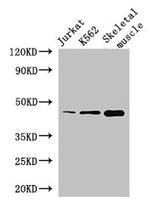 MEIS1 Antibody in Western Blot (WB)