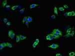 MFI2 Antibody in Immunocytochemistry (ICC/IF)