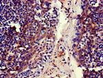 MFI2 Antibody in Immunohistochemistry (Paraffin) (IHC (P))