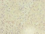 MGAT1 Antibody in Immunohistochemistry (Paraffin) (IHC (P))