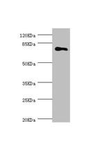 MGAT1 Antibody in Western Blot (WB)