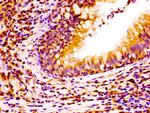 NCAM2 Antibody in Immunohistochemistry (Paraffin) (IHC (P))