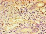 NDST1 Antibody in Immunohistochemistry (Paraffin) (IHC (P))