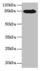 NDST1 Antibody in Western Blot (WB)