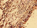 NME6 Antibody in Immunohistochemistry (Paraffin) (IHC (P))