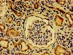 NME6 Antibody in Immunohistochemistry (Paraffin) (IHC (P))