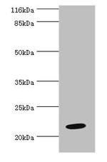 NME6 Antibody in Western Blot (WB)