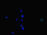 NOXA1 Antibody in Immunocytochemistry (ICC/IF)