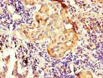 NOXA1 Antibody in Immunohistochemistry (Paraffin) (IHC (P))