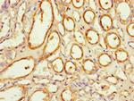 NOXA1 Antibody in Immunohistochemistry (Paraffin) (IHC (P))