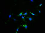 Opsin Blue Antibody in Immunocytochemistry (ICC/IF)