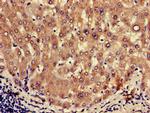 Oxytocin Antibody in Immunohistochemistry (Paraffin) (IHC (P))