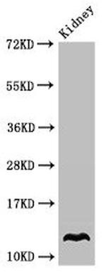 Oxytocin Antibody in Western Blot (WB)