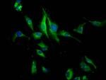 PEAR1 Antibody in Immunocytochemistry (ICC/IF)