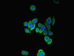 PFDN2 Antibody in Immunocytochemistry (ICC/IF)