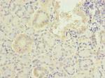 PFDN2 Antibody in Immunohistochemistry (Paraffin) (IHC (P))