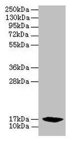 PFDN2 Antibody in Western Blot (WB)