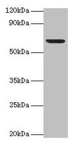 PLBD2 Antibody in Western Blot (WB)