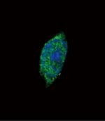 JAK2 Antibody in Immunocytochemistry (ICC/IF)