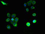 PTAFR Antibody in Immunocytochemistry (ICC/IF)